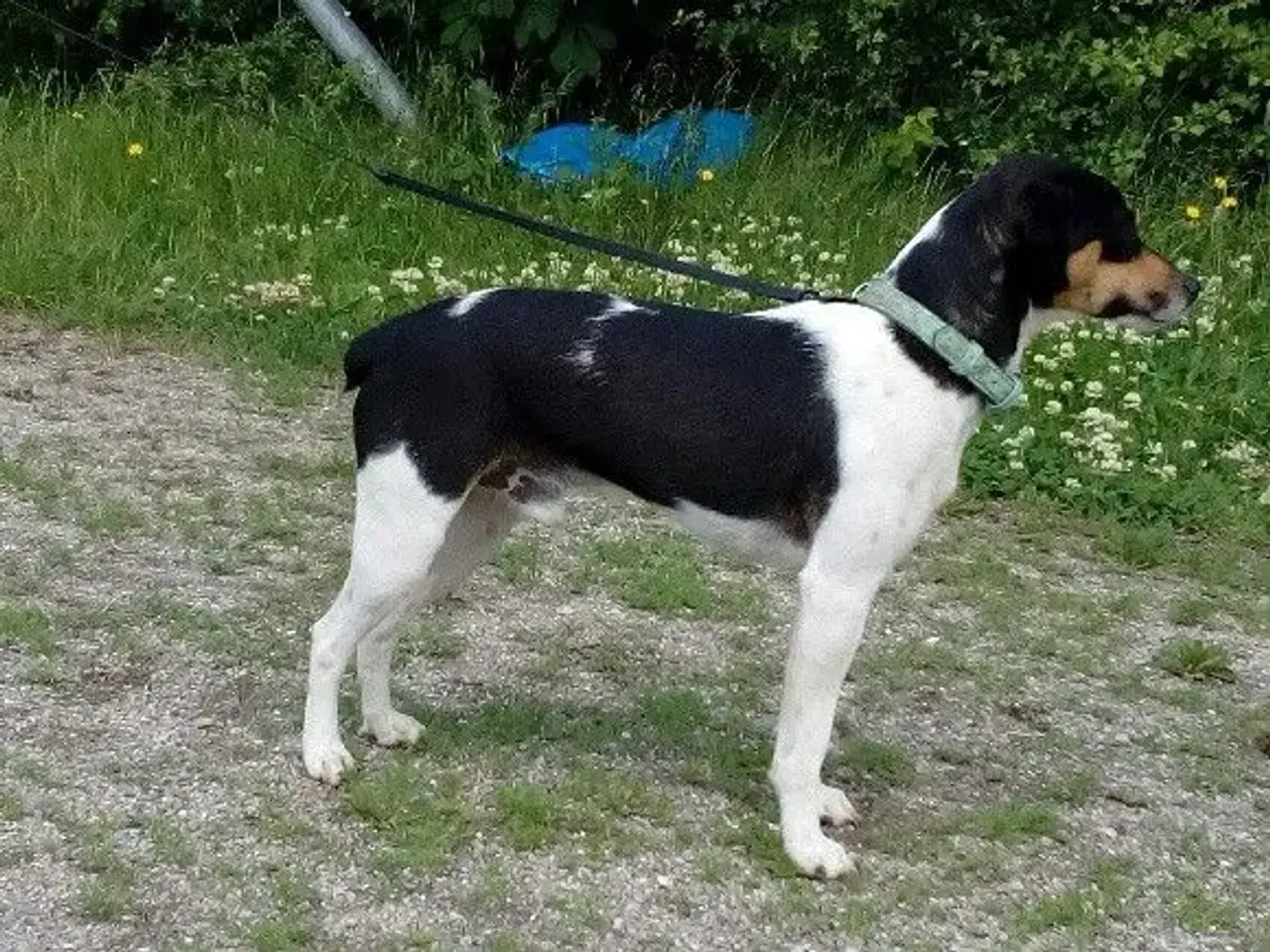 Billede 5 - Dansk Svensk gårdhund blanding