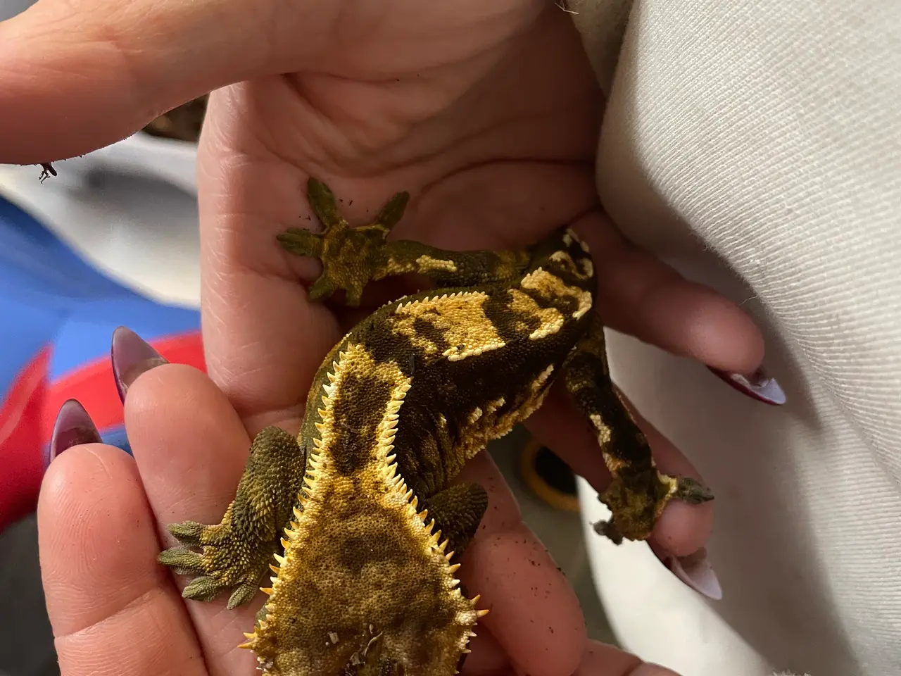 Billede 2 - Kronegekko han sælges 