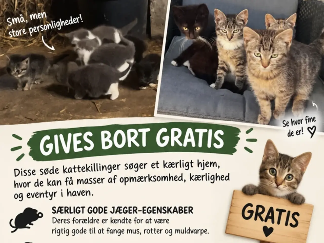 Billede 1 - Gratis kattekillinger