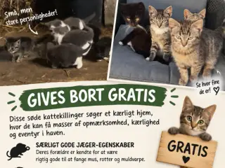 Gratis kattekillinger