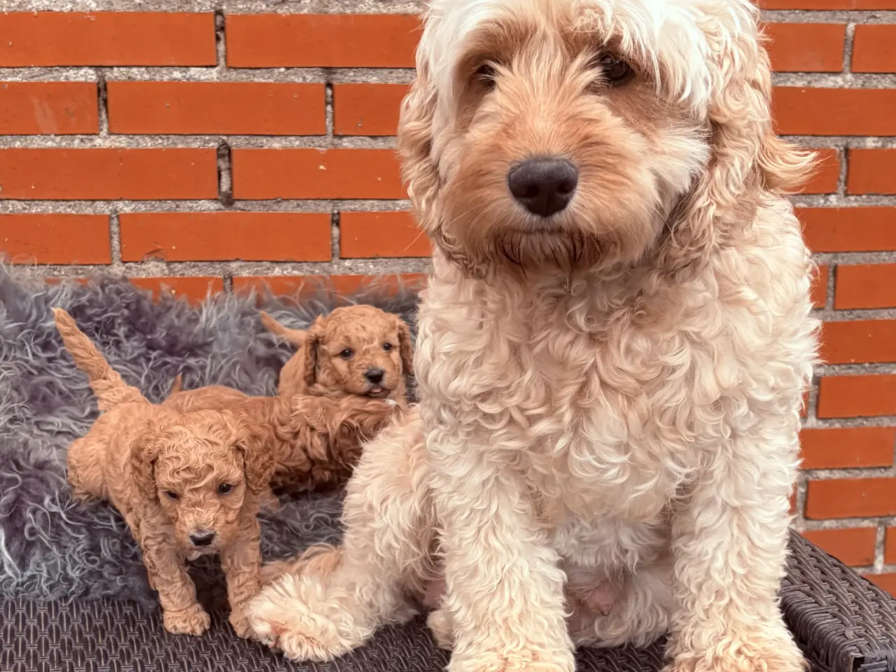 Billede 12 - 3 smukke Cavapoo drenge