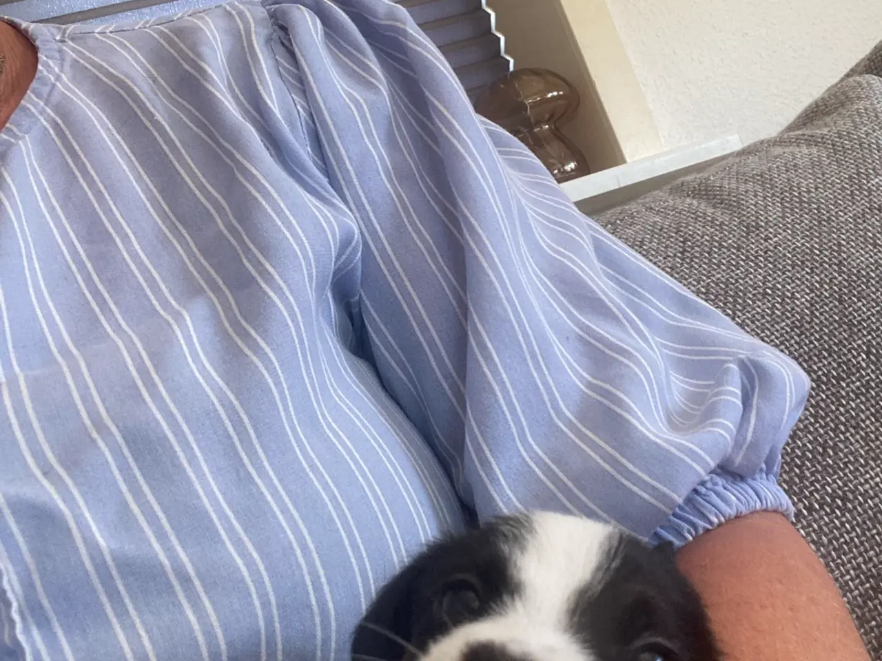 Billede 3 - Jack russel terrier