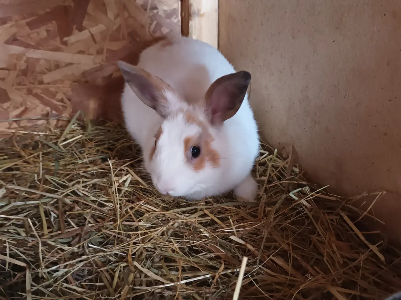 Billede 3 - Løvehoved blanding