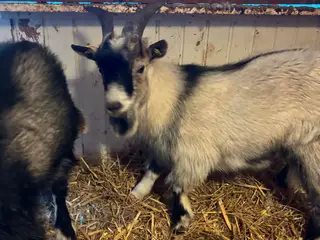 2 dværg geder