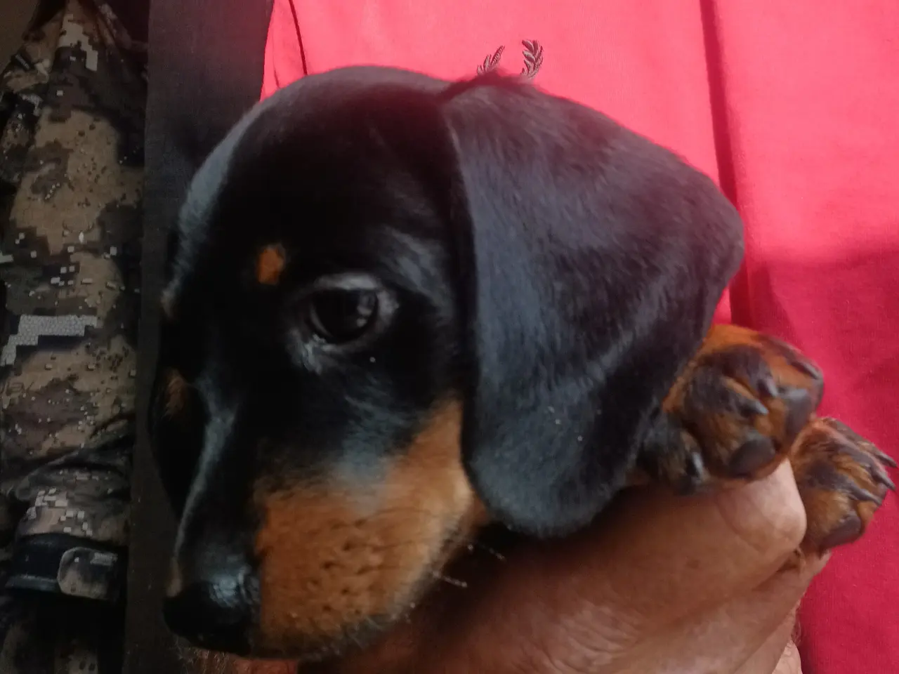 Billede 1 - Dværg Gravhund