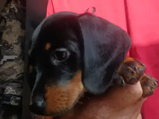 Dværg Gravhund