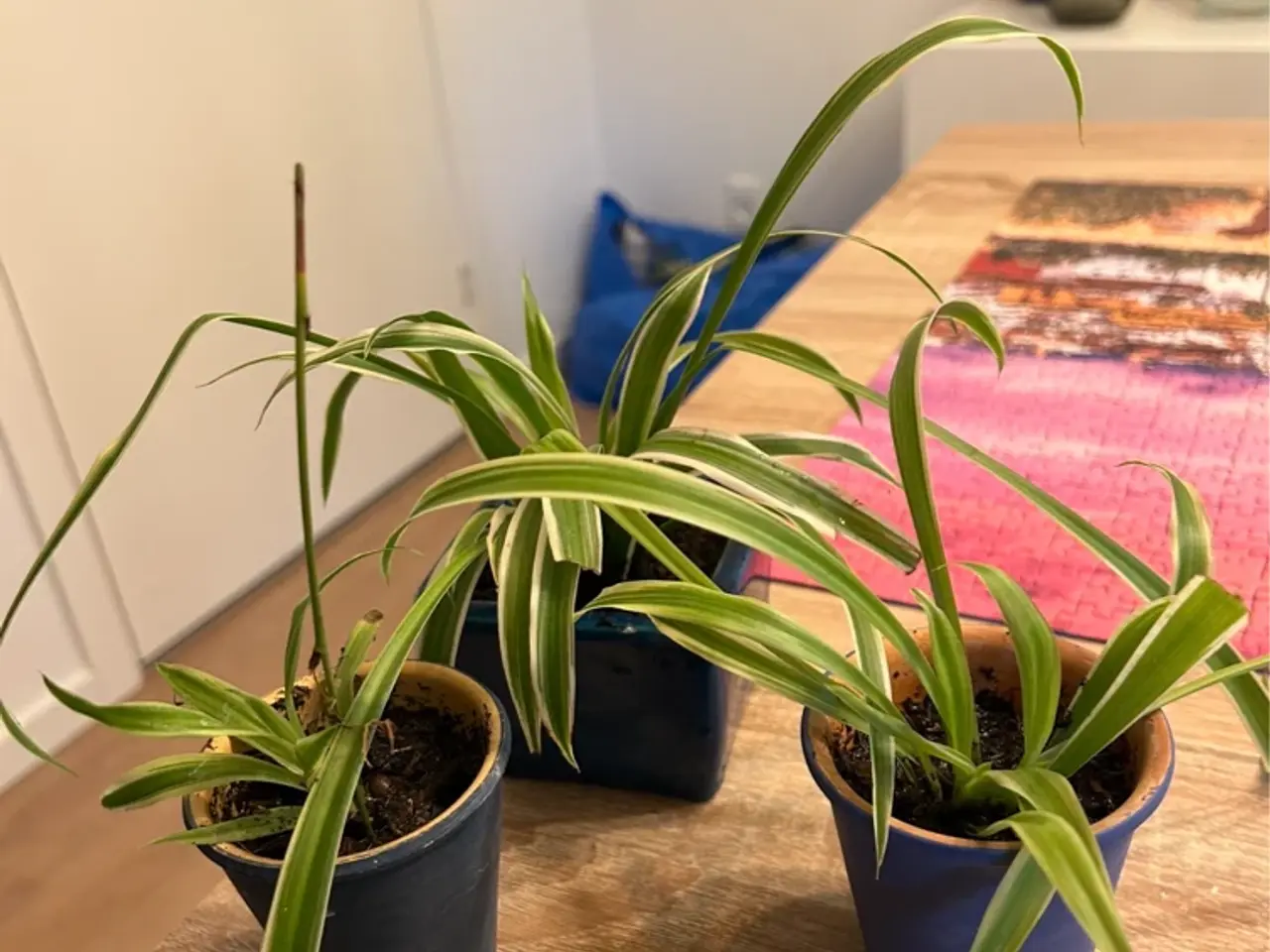 Billede 2 - Fine planter/væddeløbere 