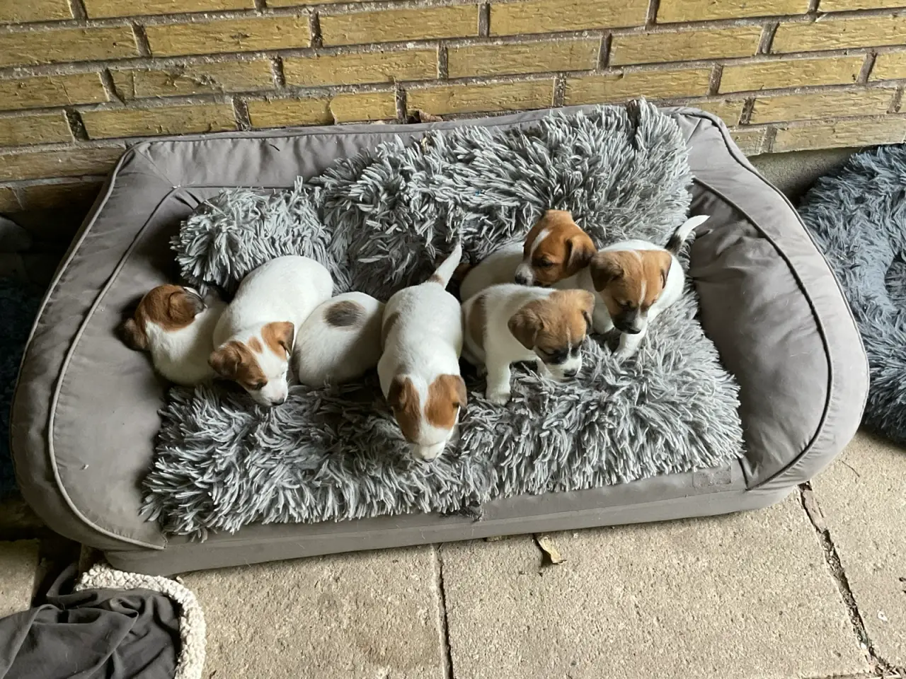 Billede 7 - Jack Russell hvalp - DKK stamtavle - snart 8 uger