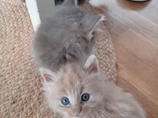 Maincoon/Norsk skovkat killinger