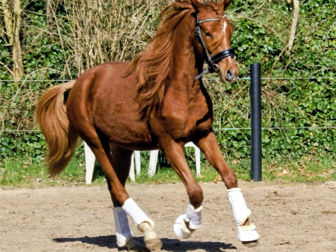 Billede 5 - Dansk Sports pony ( kat 1)