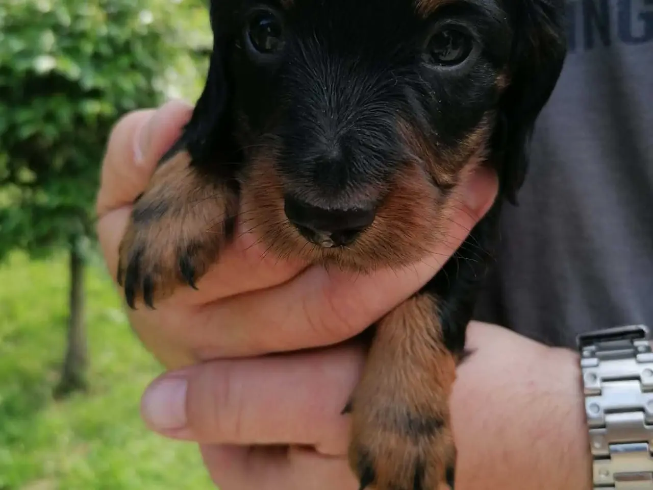 Billede 5 - Langhåret dværg gravhund dreng