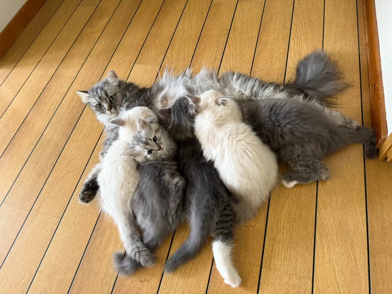 Billede 1 - Lækre 3/4 Ragdoll +1/4 perser killinger, katte
