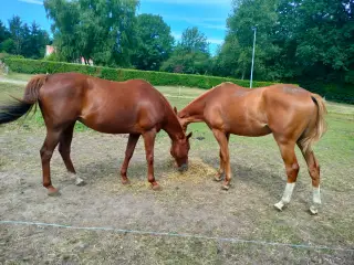 Hoppe og plag
