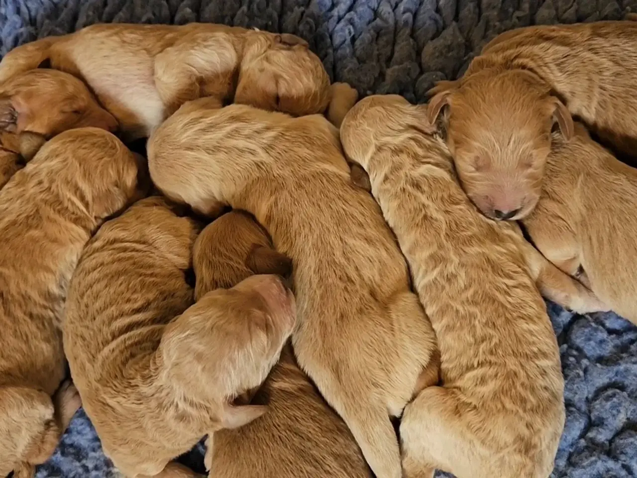 Billede 8 - Goldendoodle hvalpe