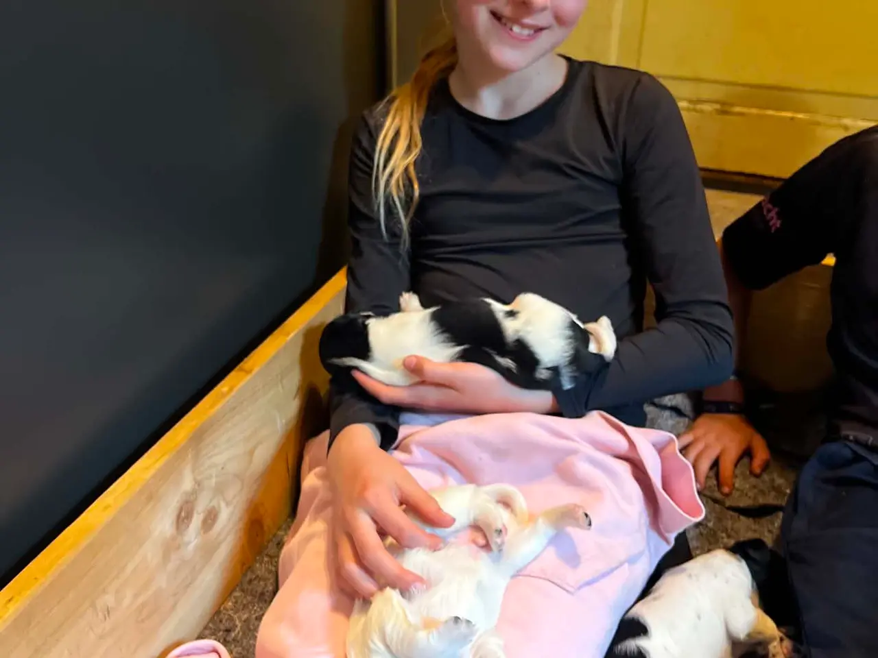 Billede 2 - Hunde Hvalpe sælges
