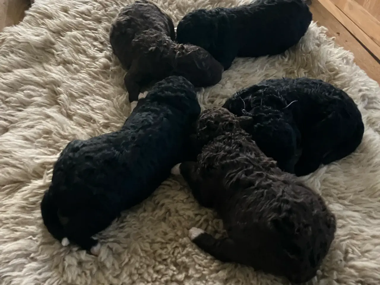 Billede 4 - Lagotto/curly coated retriever