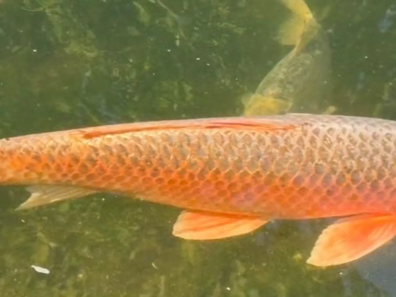 Billede 2 - 6 Koi SAMLET