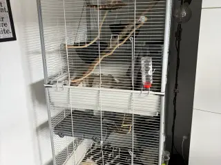 Rotte - og chinchilla bur