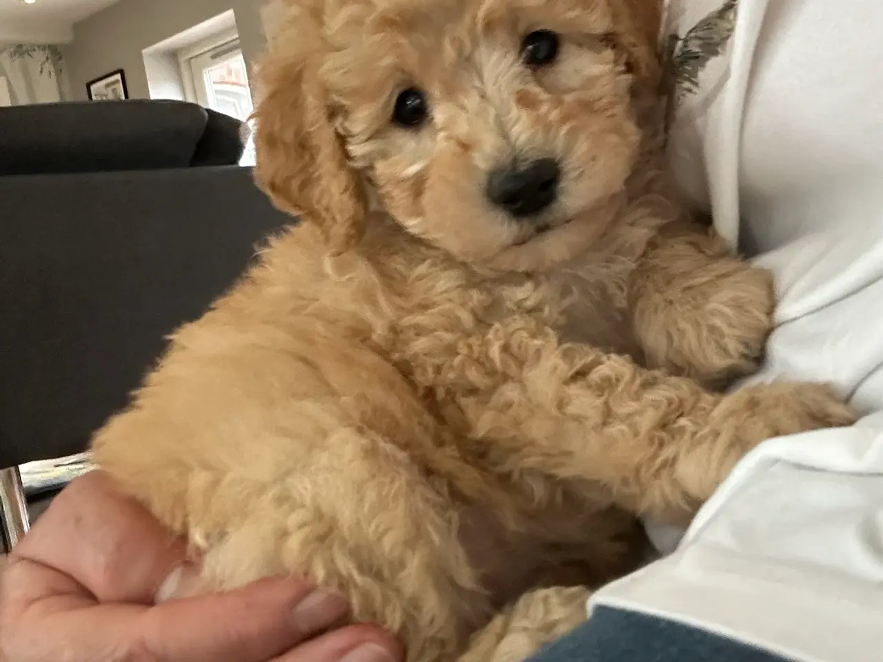 Billede 9 - Goldendoodle + Cavapoo