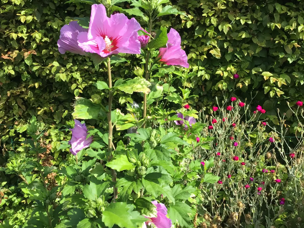 Billede 1 - Hibiscus/Syriske roser