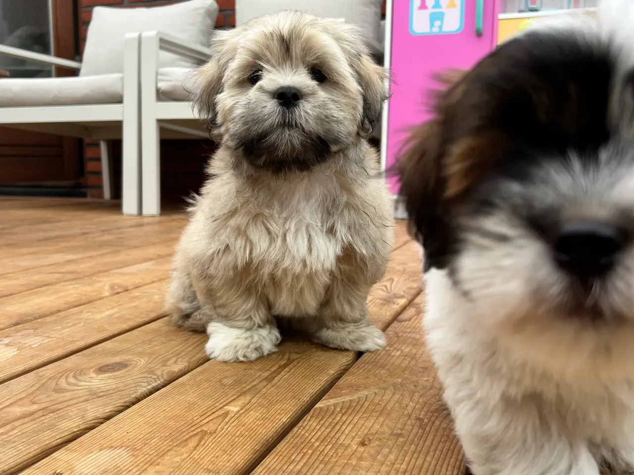 Billede 13 - 3 Lhasa Apso hvalpe, drenge