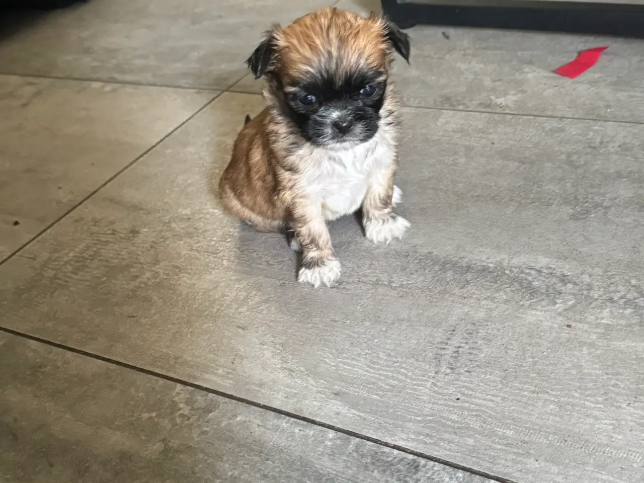 Billede 4 - Lhasa apso/Pekingeser blanding hvalpe