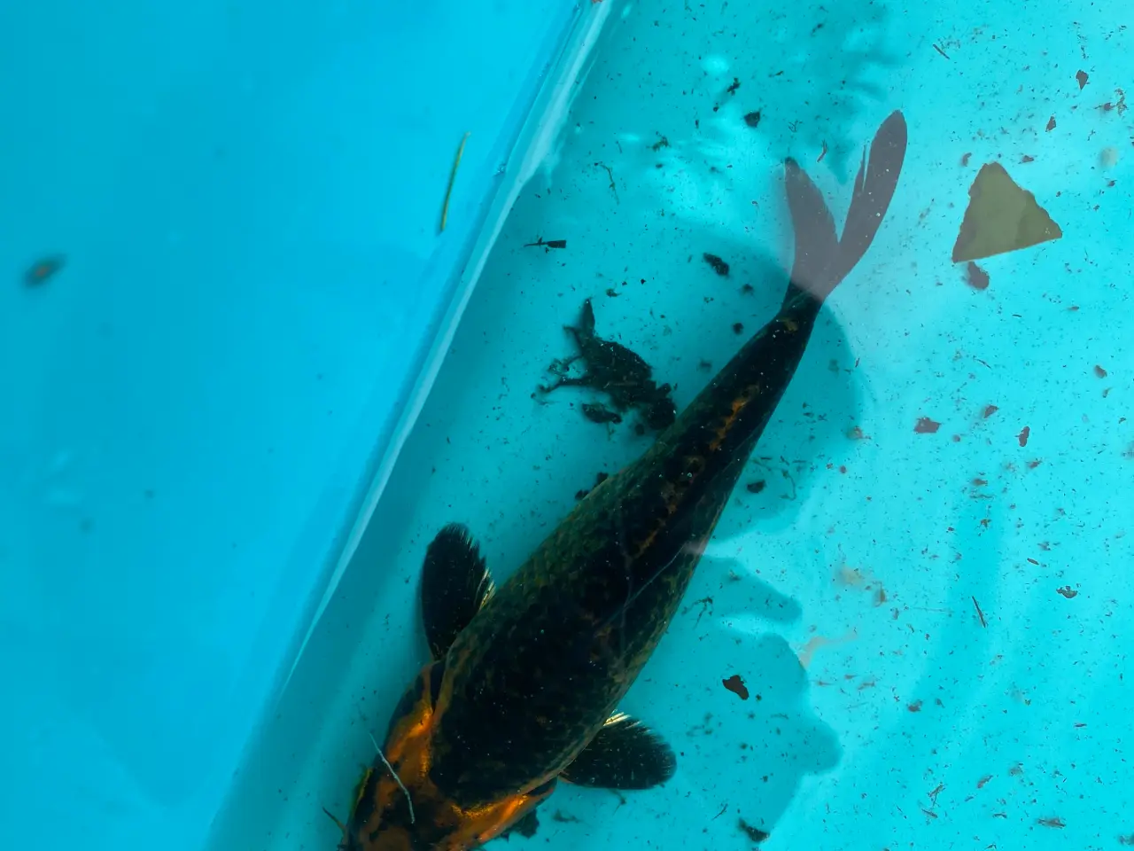 Billede 2 - Koi karper 