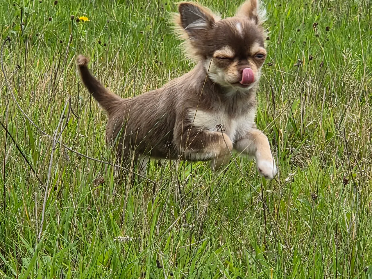 Billede 14 - Langhåret husky-chihuahua. Hun og han.