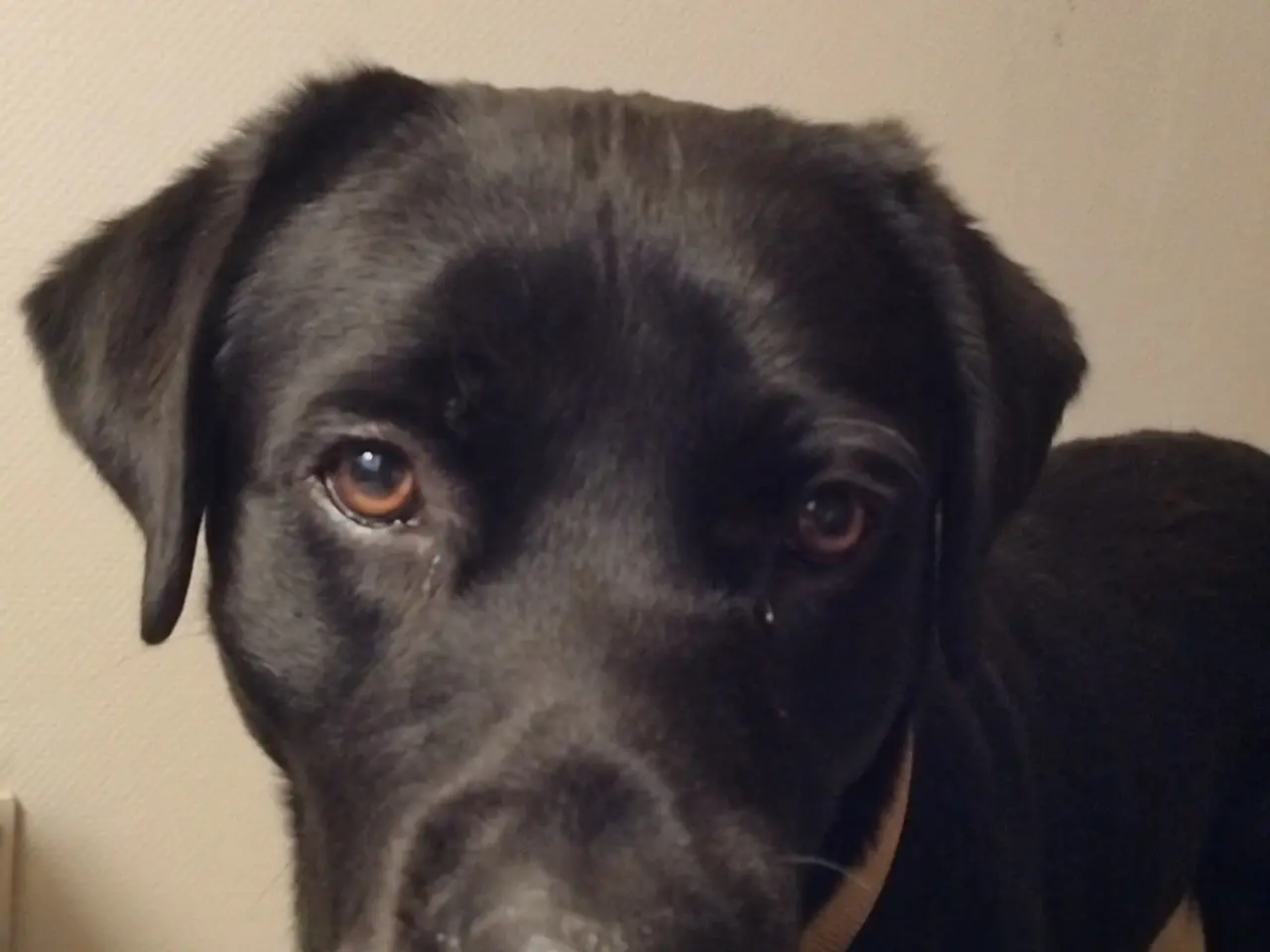 Billede 3 - Fantastisk hanhund