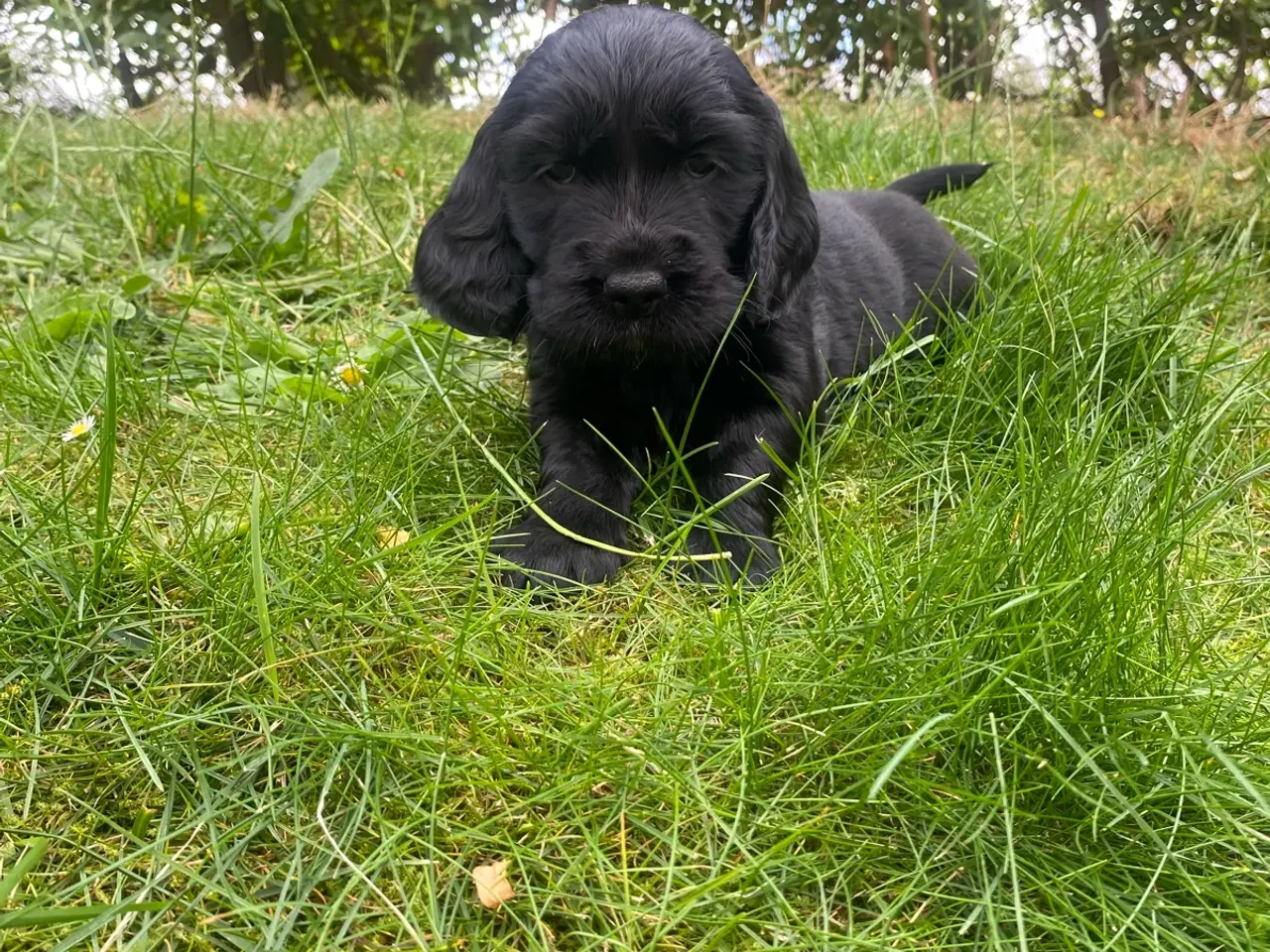 Billede 4 - Golden/cocker/flatcoated familie el jagthunde