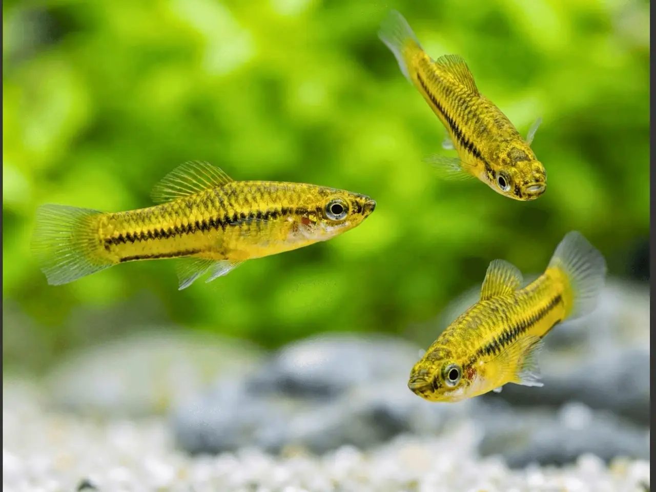 Billede 2 - Xiphophorus pygmaeus