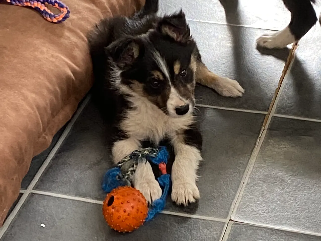 Billede 9 - Border Collie 