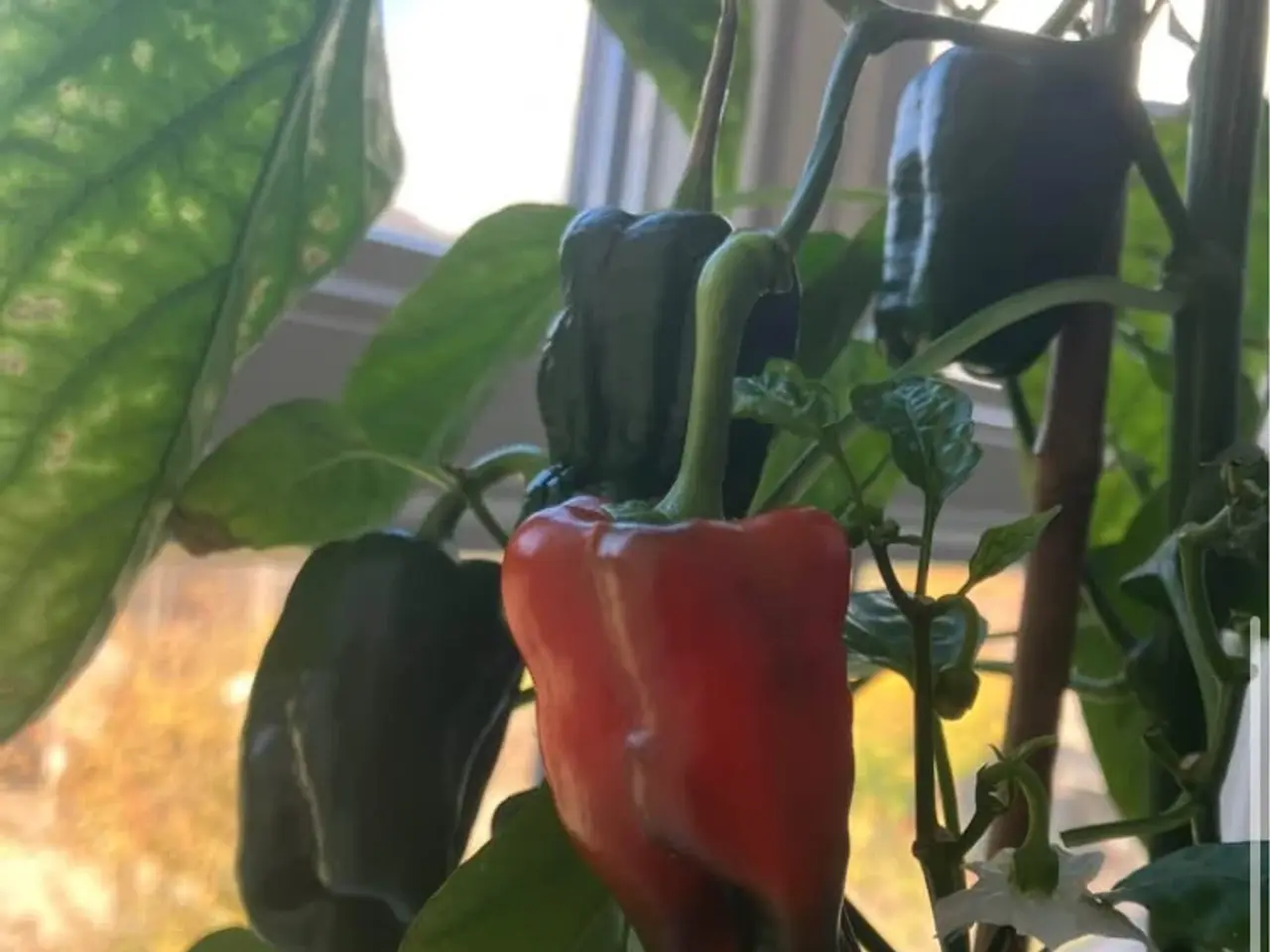 Billede 2 - poblano ancho chili frø