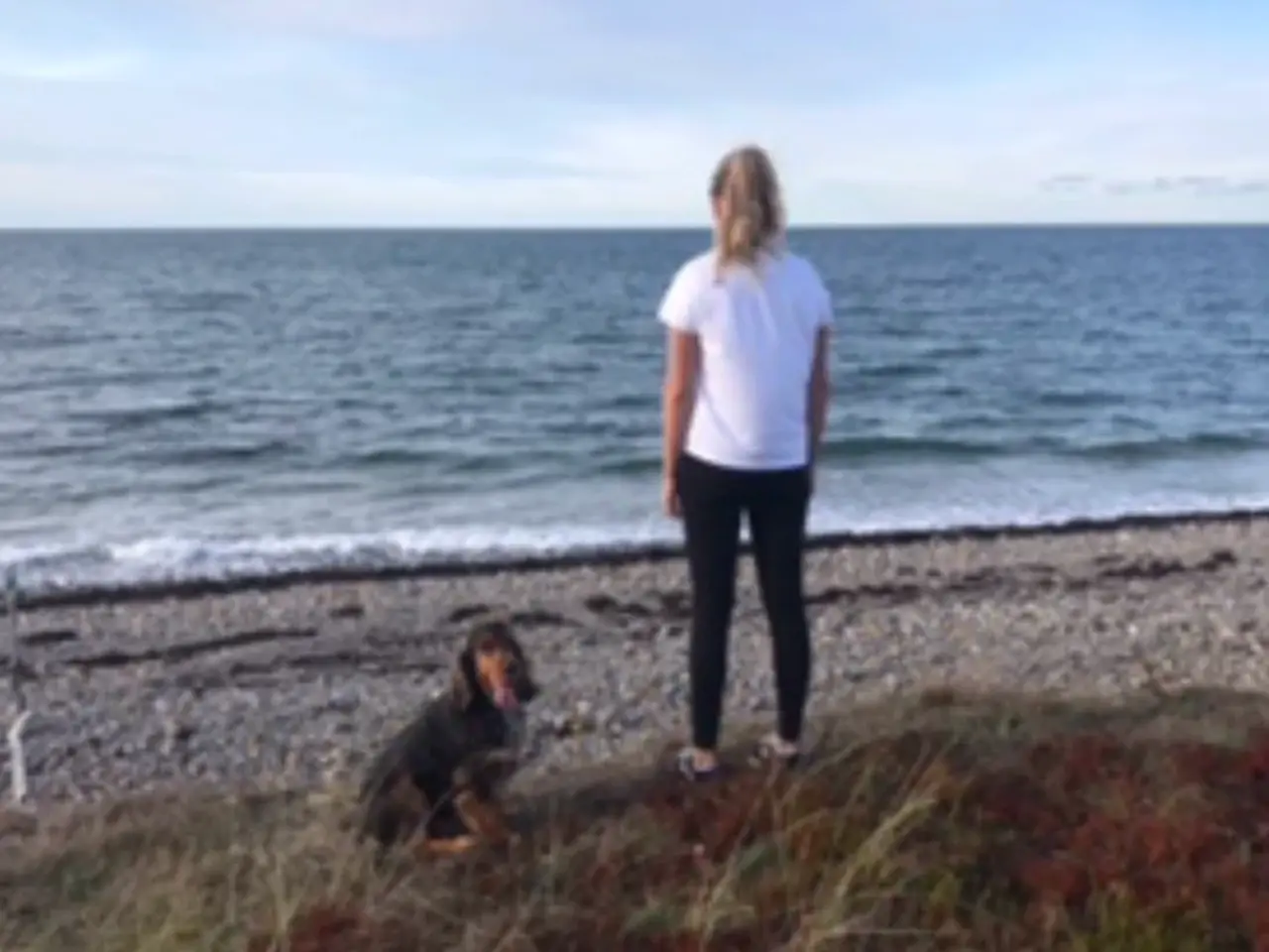 Billede 1 - Søger lille hund 🐶❤️