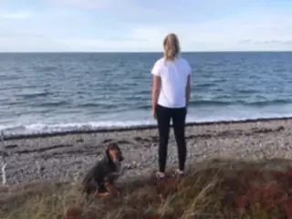 Søger lille hund 🐶❤️