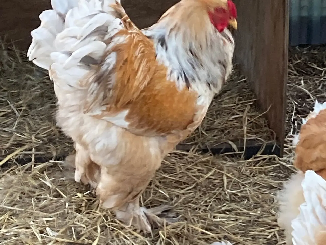 Billede 7 - Brahma kyllinger født den 25.06.2026 solgt i 6818.