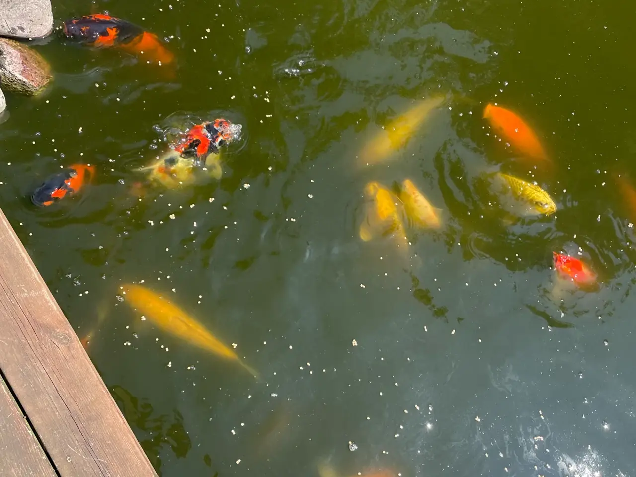 Billede 23 - Koi karper 20 til 45 cm