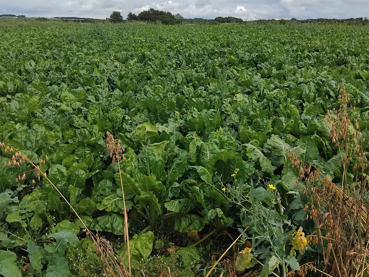 Billede 1 - Sukker roer