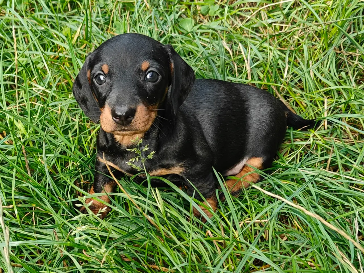 Billede 1 - Korthåret gravhund 