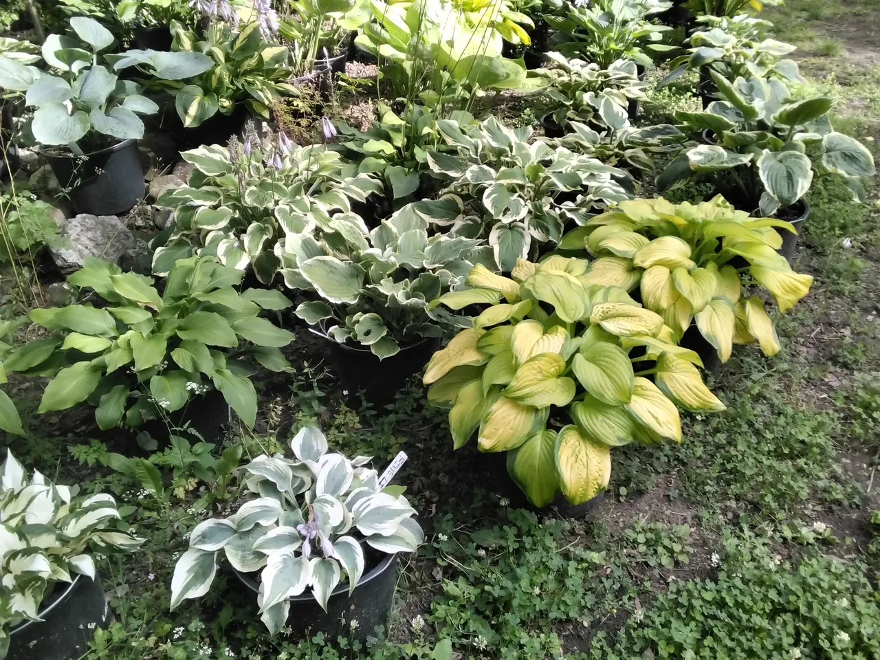 Billede 2 - Store Hosta planter I store 12L potter
