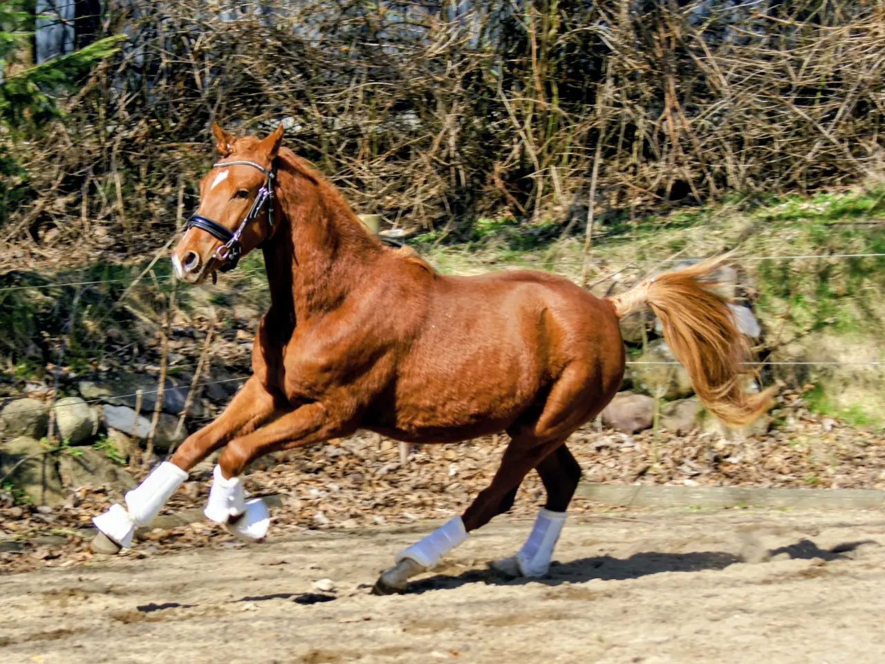 Billede 2 - Dansk Sports pony ( kat 1)