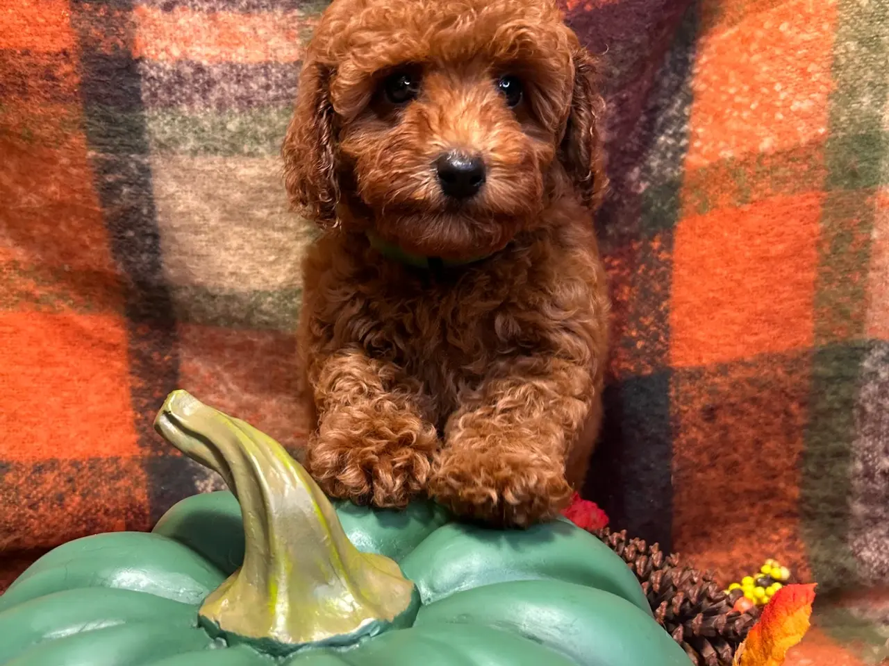 Billede 14 - 🐾maltipoo miniature September 🐾