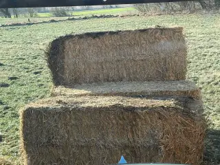 Halm fra stak