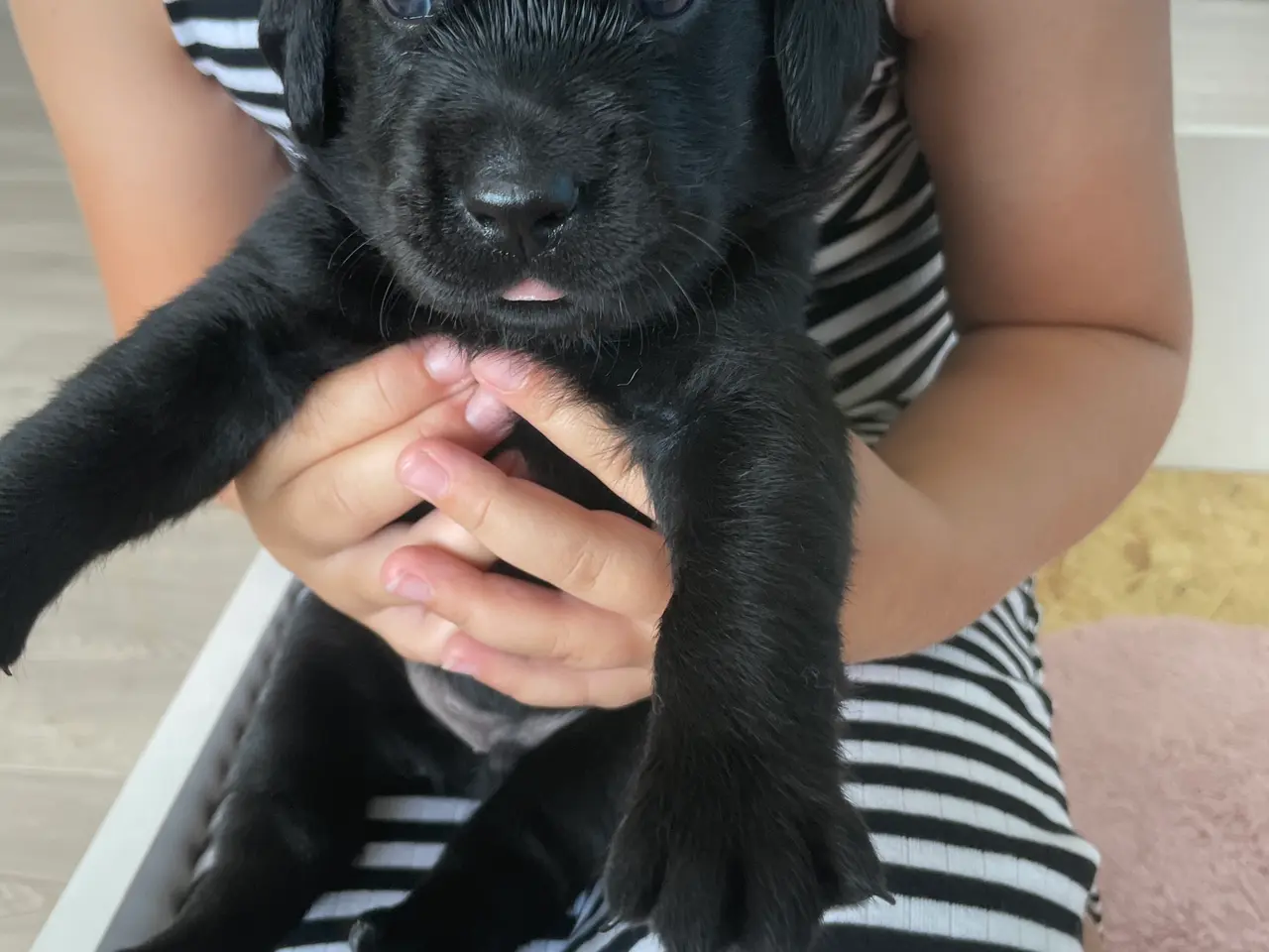 Billede 2 - Labrador/golden retriever hvalpe til salg