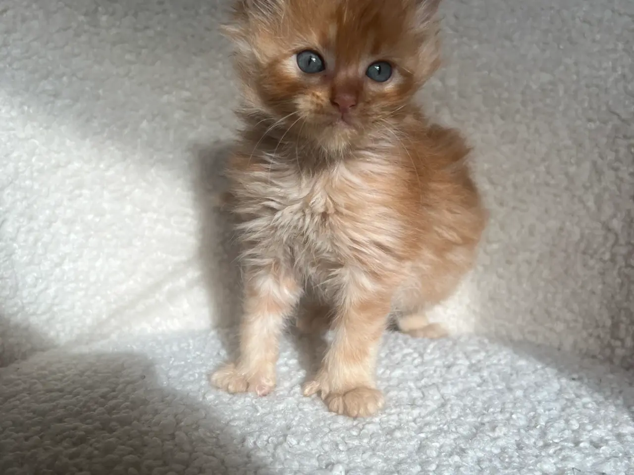 Billede 2 - Mainecoon killinger søger nye hjem