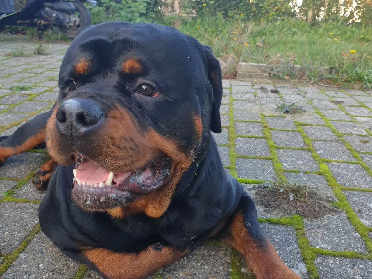 Billede 5 - Rottweiler han med stamtavle tilbydes til avl