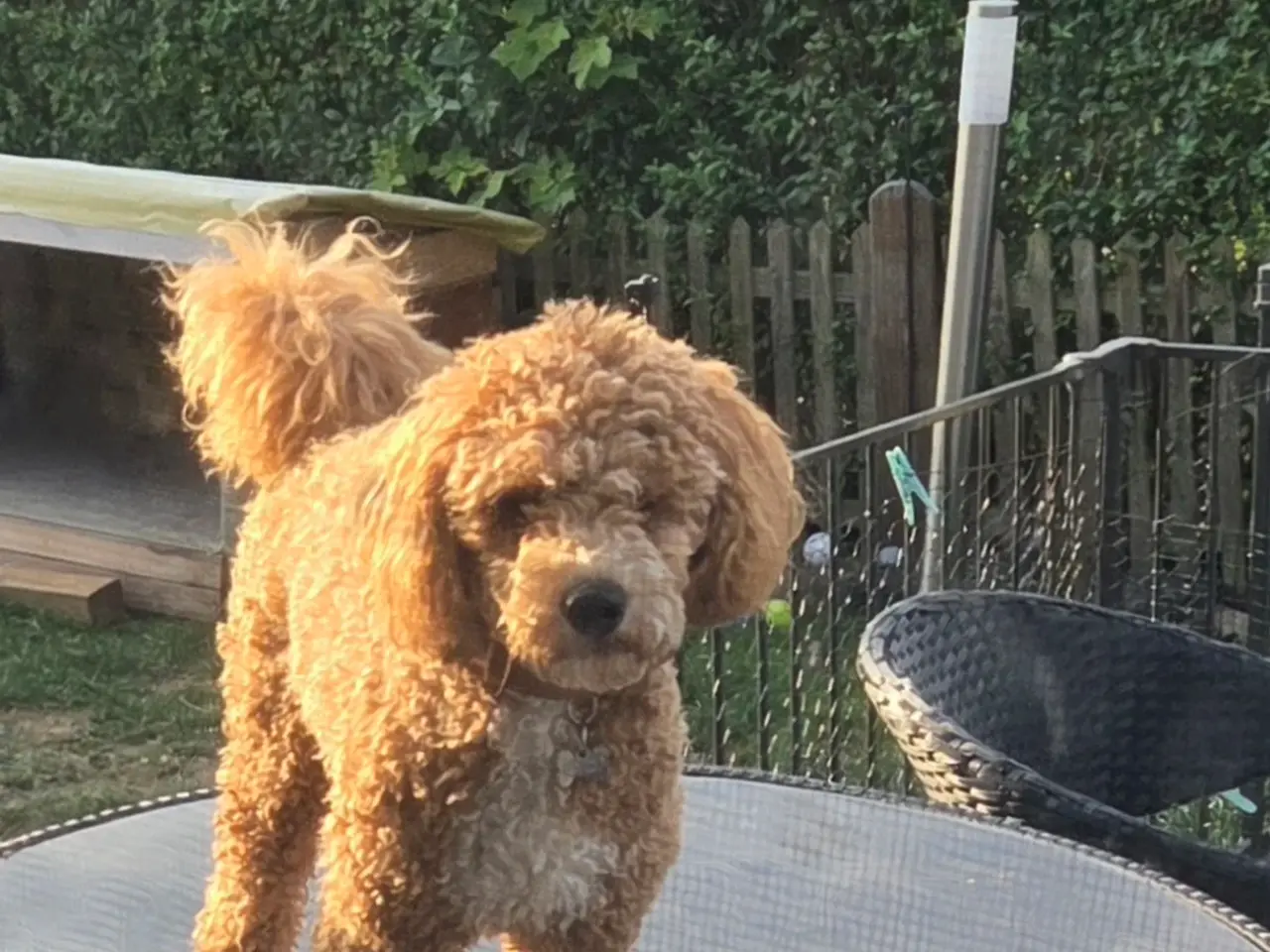Billede 6 - Smukt Scooby tilbydes til parring