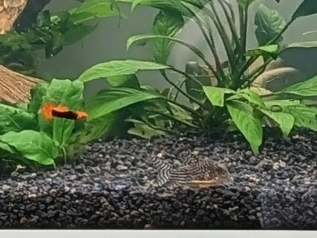 Billede 6 - AF- Lava Soil akvarie bundlag.