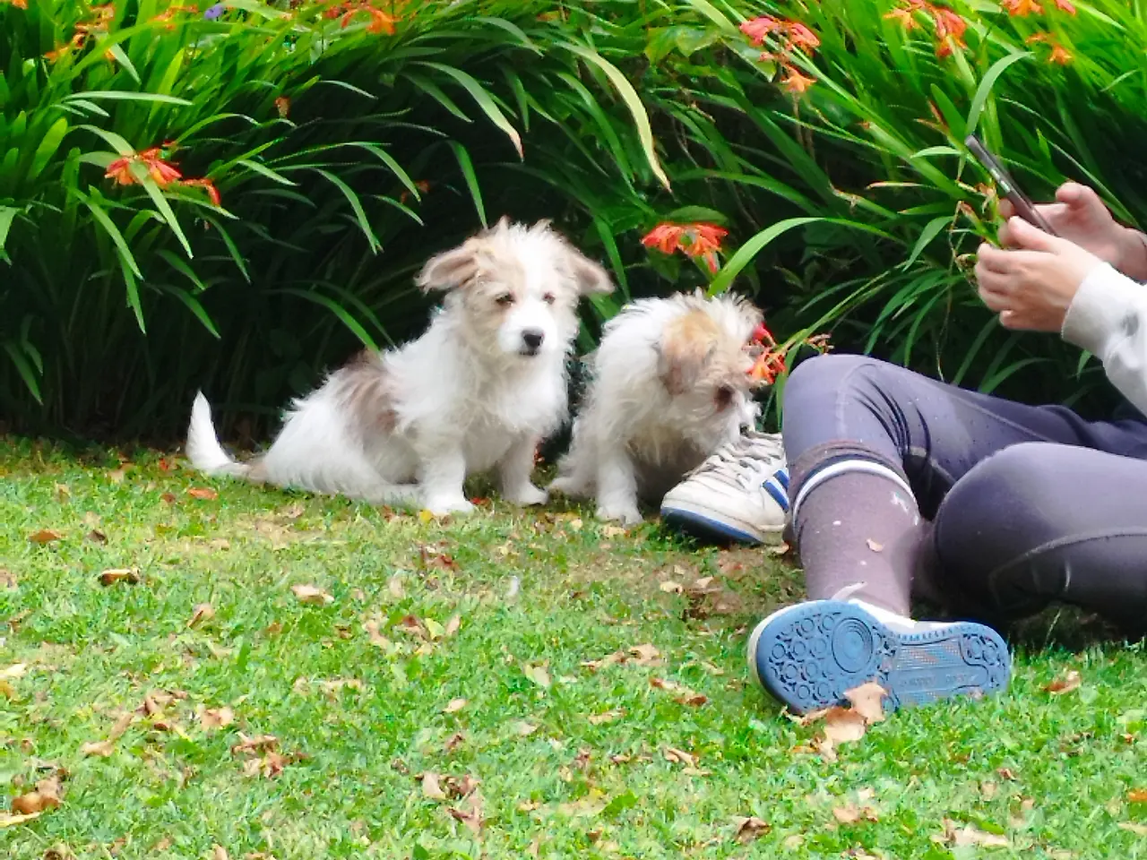 Billede 2 - Malteser) coton de Tulear