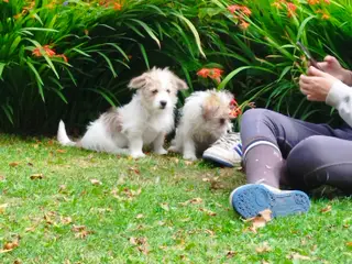 Malteser) coton de Tulear 